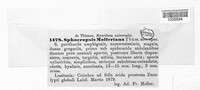 Image of Phacidium mollerianum